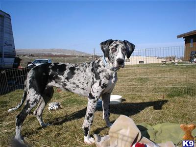Great Dane Puppies for Sale